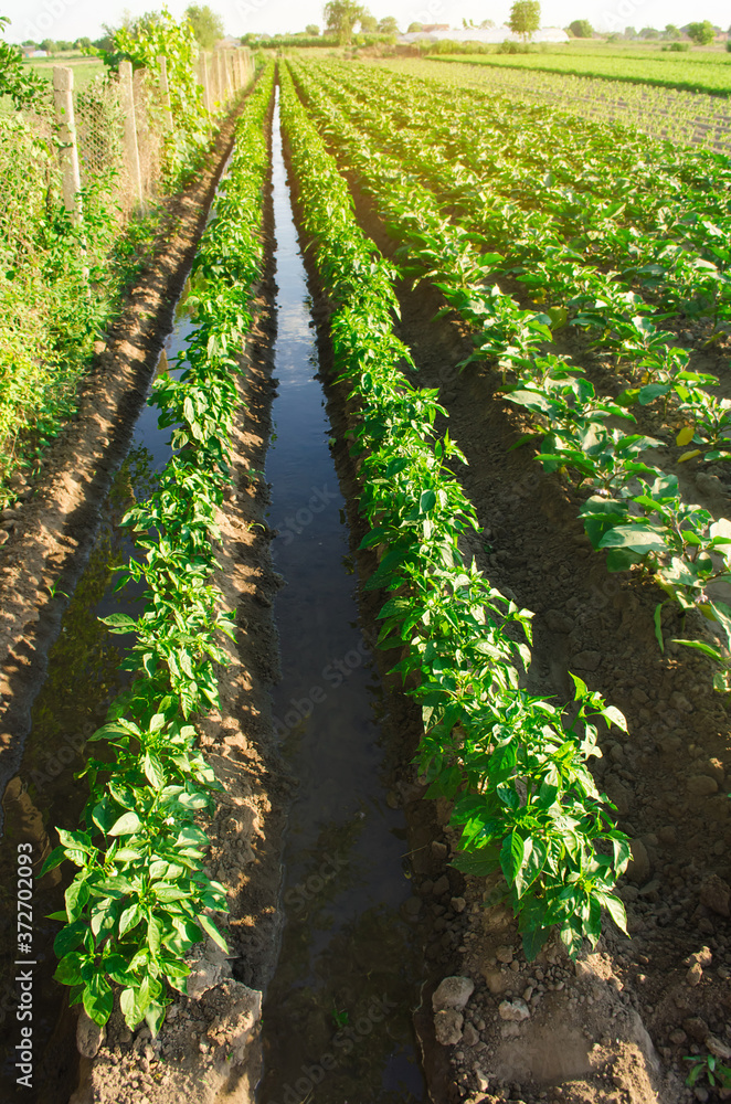 Naklejka premium Irrigation and growing young pepper in the field. Watering of agricultural crops. Farming and agriculture. Agroindustry and agribusiness. Countryside. Selective focus
