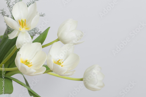 White tulip isolated on white  background.