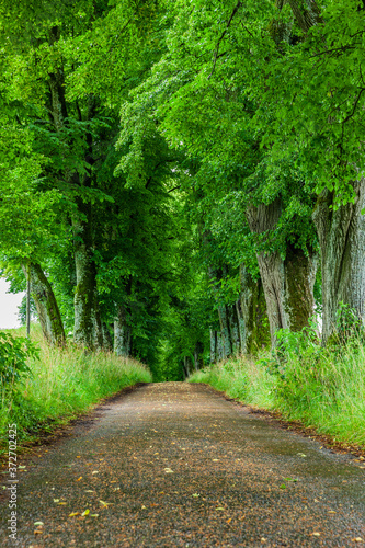 Alte Linden in der Kurfürstenallee Marktoberdorf