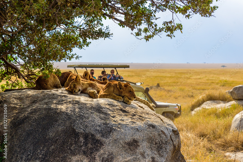 Group of young lions lying on rocks - beautiful scenery of savanna at sunset. Wildlife Safari in Serengeti National Park, Masai Mara, Tanzania, Africa - obrazy, fototapety, plakaty 