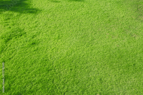 芝生イメージ