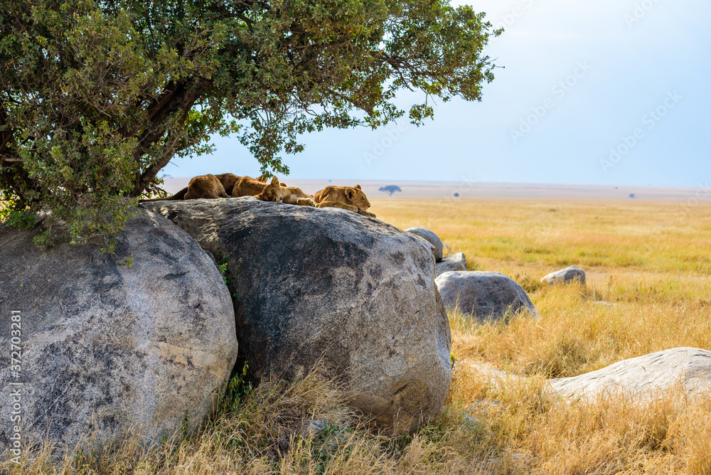 Group of young lions lying on rocks - beautiful scenery of savanna at sunset. Wildlife Safari in Serengeti National Park, Masai Mara, Tanzania, Africa