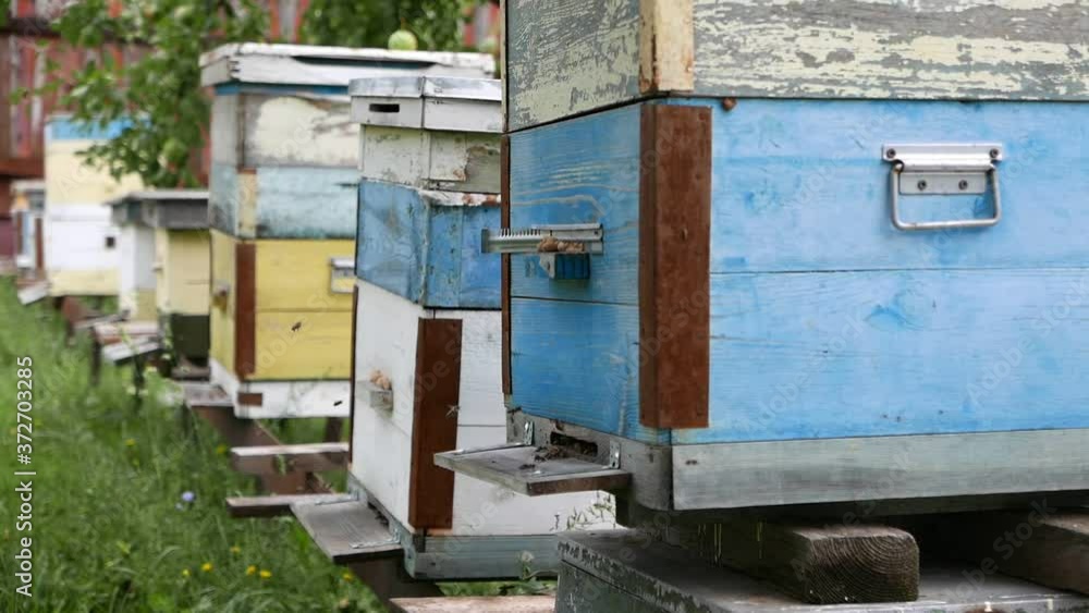 Organic apiary on the farm with a lot of bees flying around Organic apiary on the farm with a lot of bees flying around