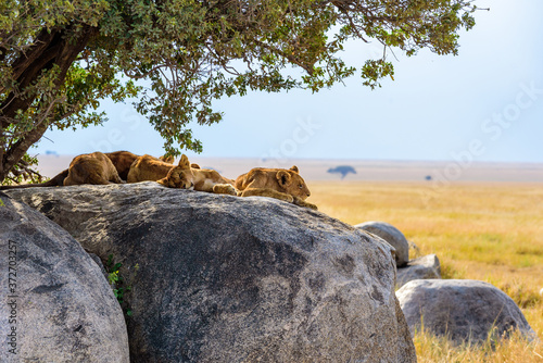 Tableau sur toile Group of young lions lying on rocks - beautiful scenery of savanna at sunset