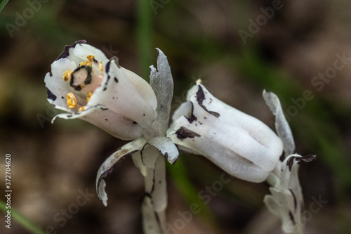 white flower in the forest 