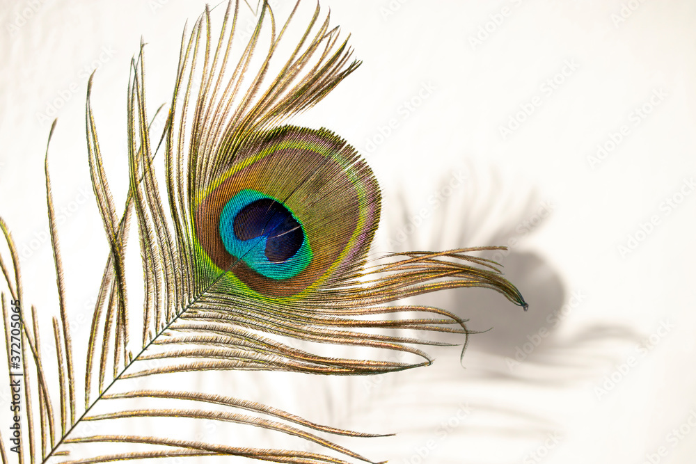 Fototapeta premium A colorful peacock feather casts a light shadow against a white wall.