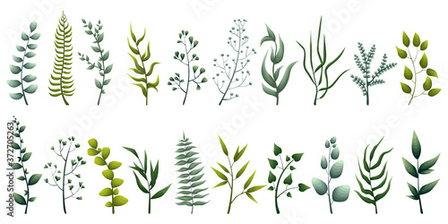 Set of elegant green herbs