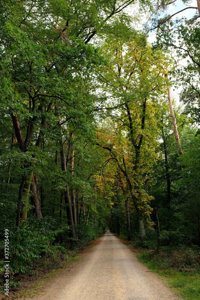 Obraz premium Wald