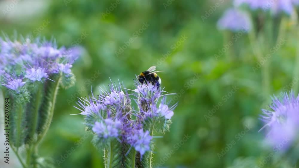 Bumblebee on the flower in a summer garden Bumblebee on the flower in a summer garden