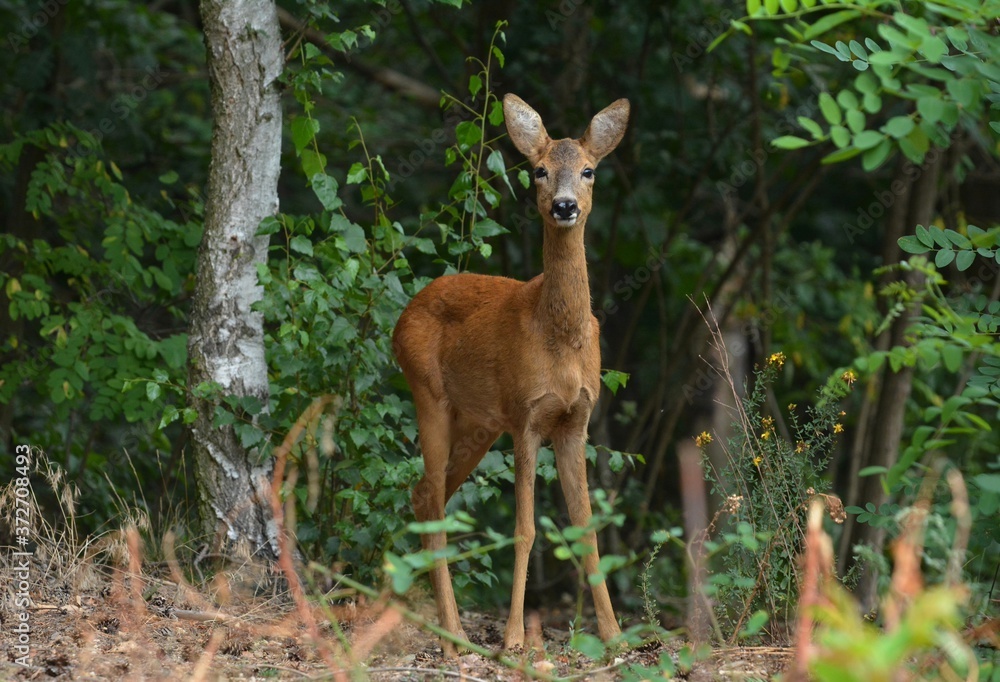 deer in the woods deer in the woods