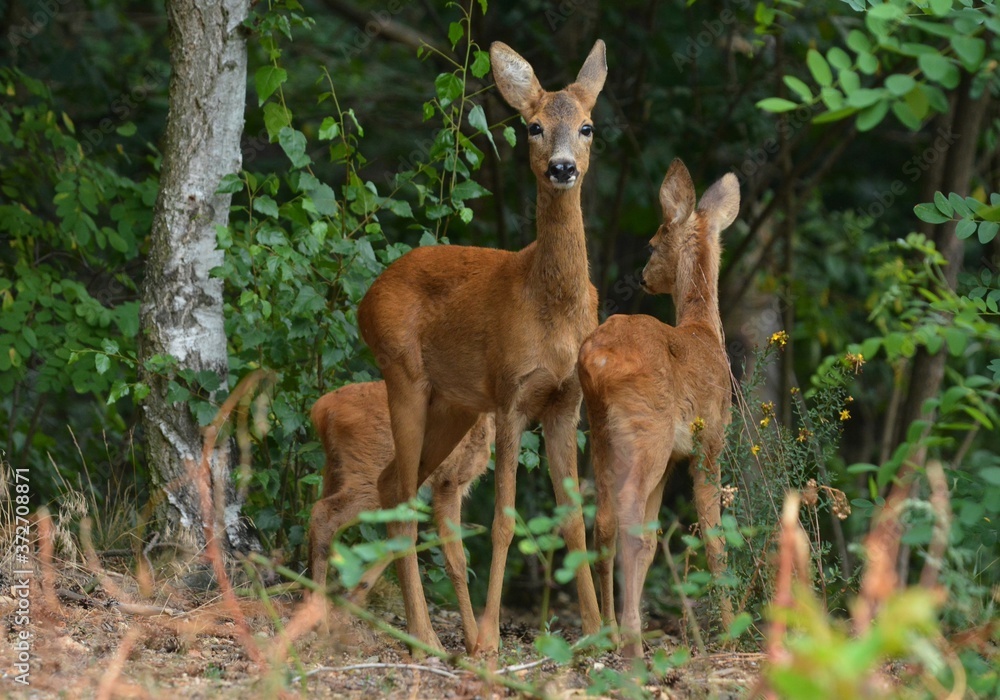 roe deer in the woods roe deer in the woods