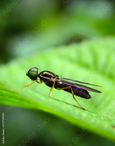 fly on green leaf © Biswarup