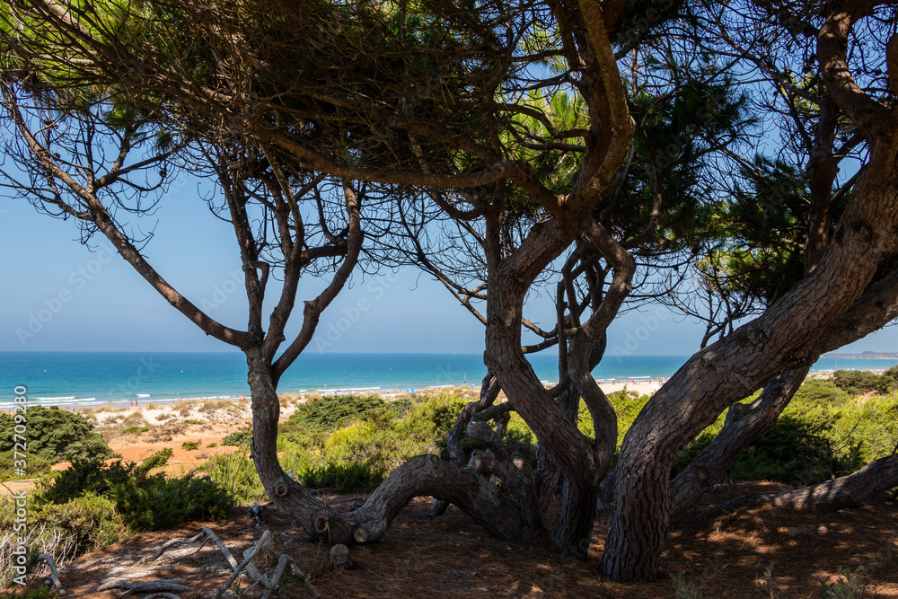 Sand dunes that give access to La Barrosa beach in Sancti Petri, Cádiz, Spain. Sand dunes that give access to La Barrosa beach in Sancti Petri, Cádiz, Spain.