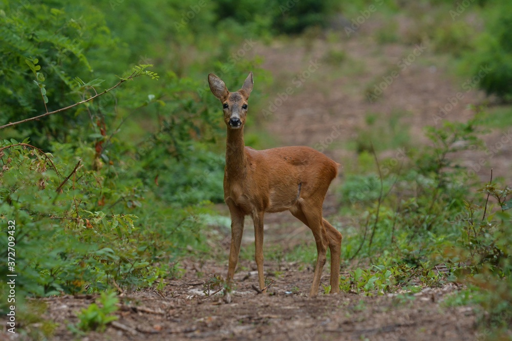 deer in the woods deer in the woods