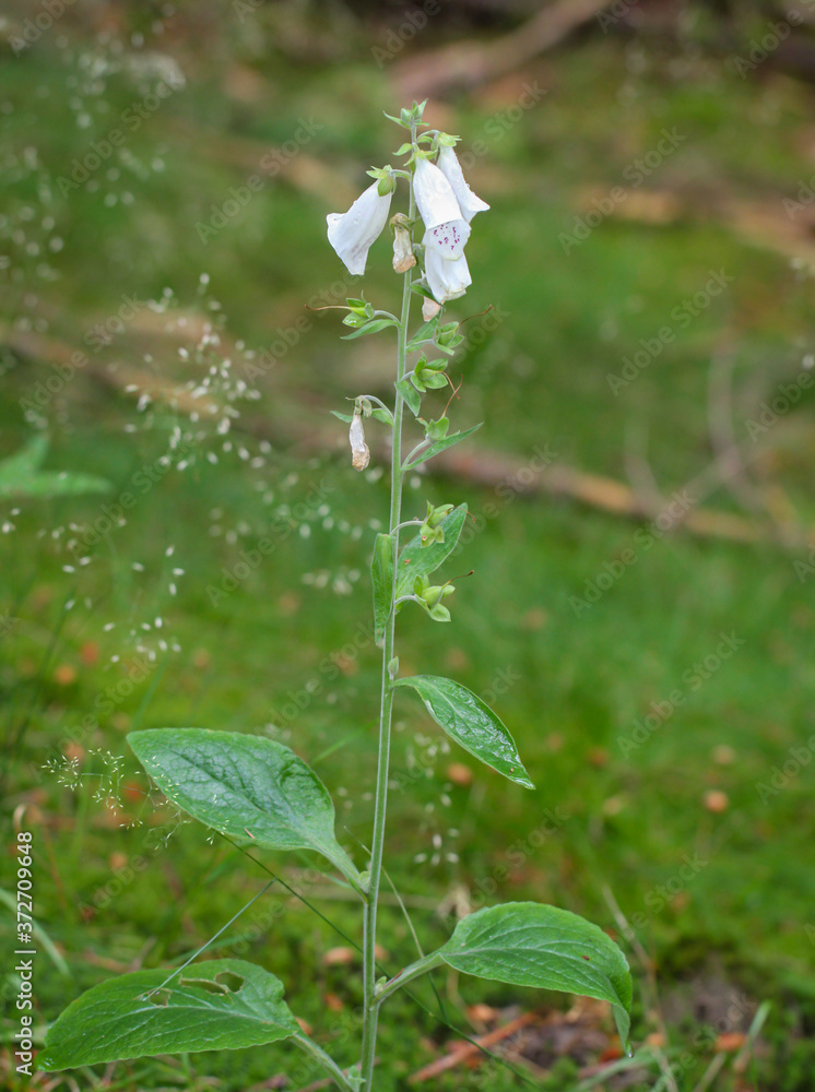 Foto von Fingerhüte, Fingerhut im Wald. Fingerhut ist giftig und gibt es in verschiedene Farben.
