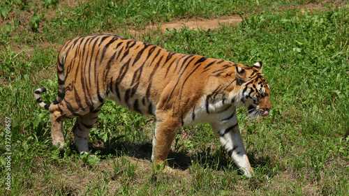 Éste Tigre de Bengala fue fotografiado en el Parque de la Naturaleza de Cabárceno, Cantabria, España.