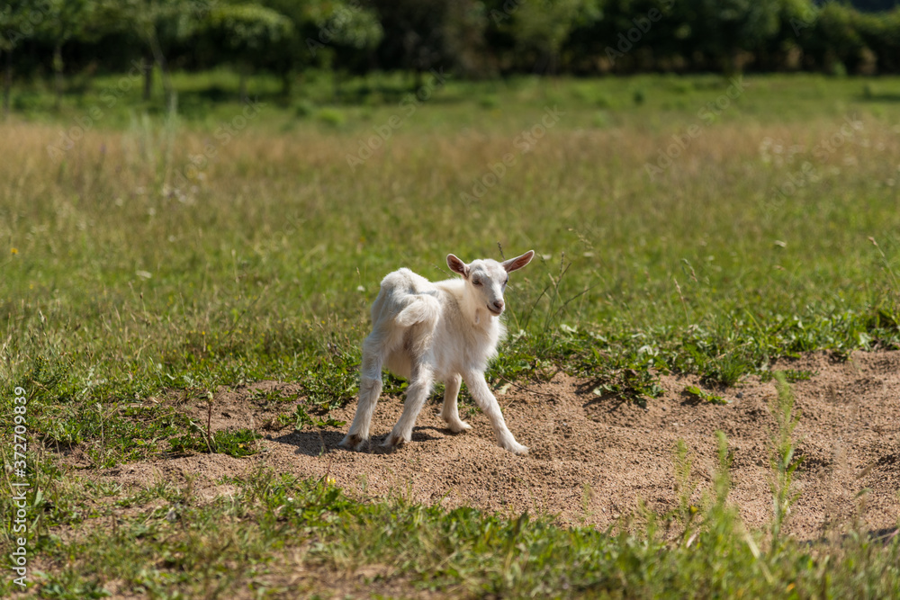 Little cute goat playing in nature in summer Little cute goat playing in nature in summer