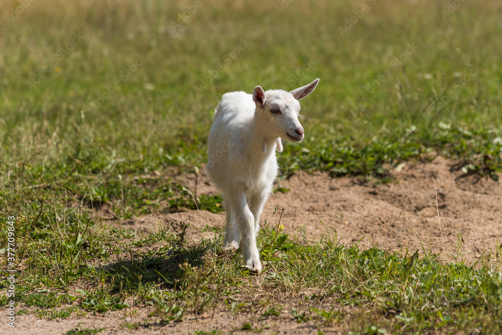 Little cute goat playing in nature in summer Little cute goat playing in nature in summer