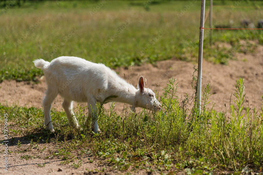 Little cute goat playing in nature in summer Little cute goat playing in nature in summer