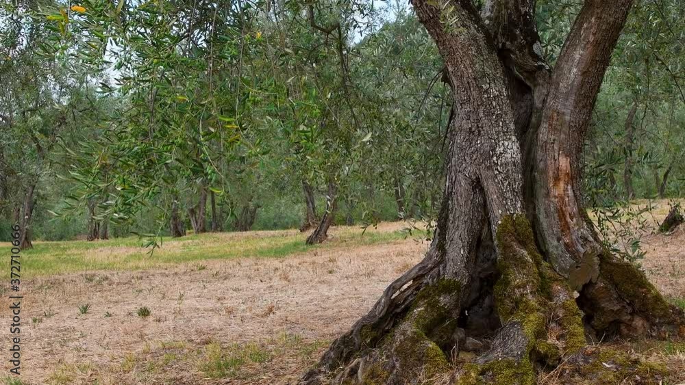 old olive tree in the Chianti region in Tuscany. Italy old olive tree in the Chianti region in Tuscany. Italy