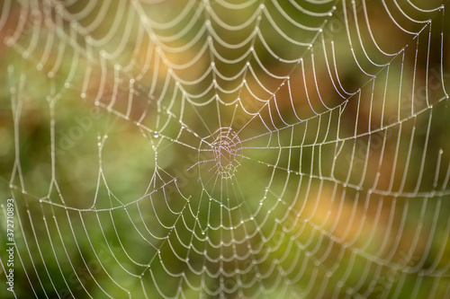 Spider web during autumn foliage