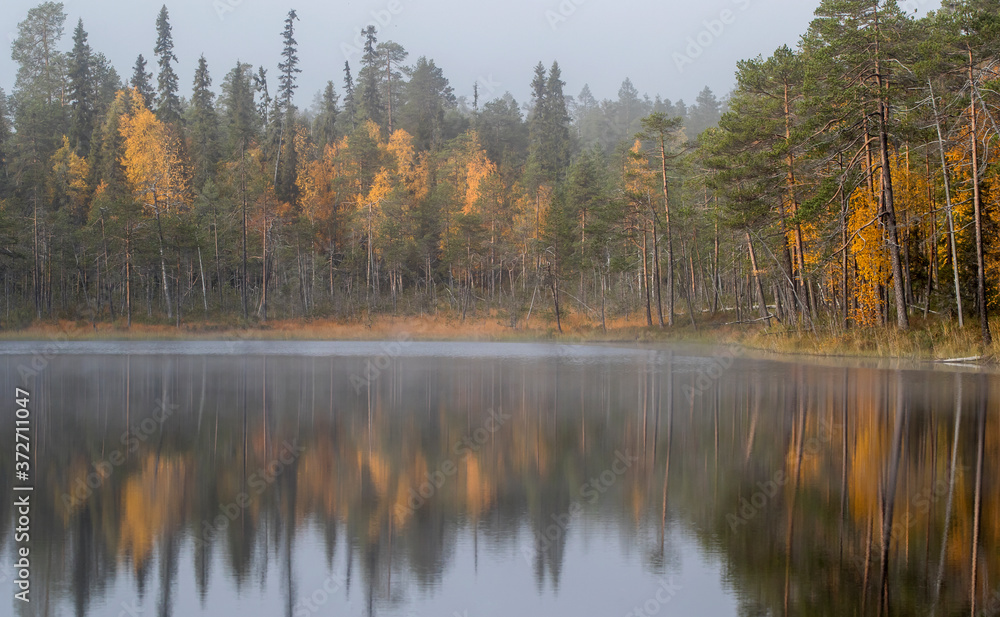 autumn in the forest autumn in the forest