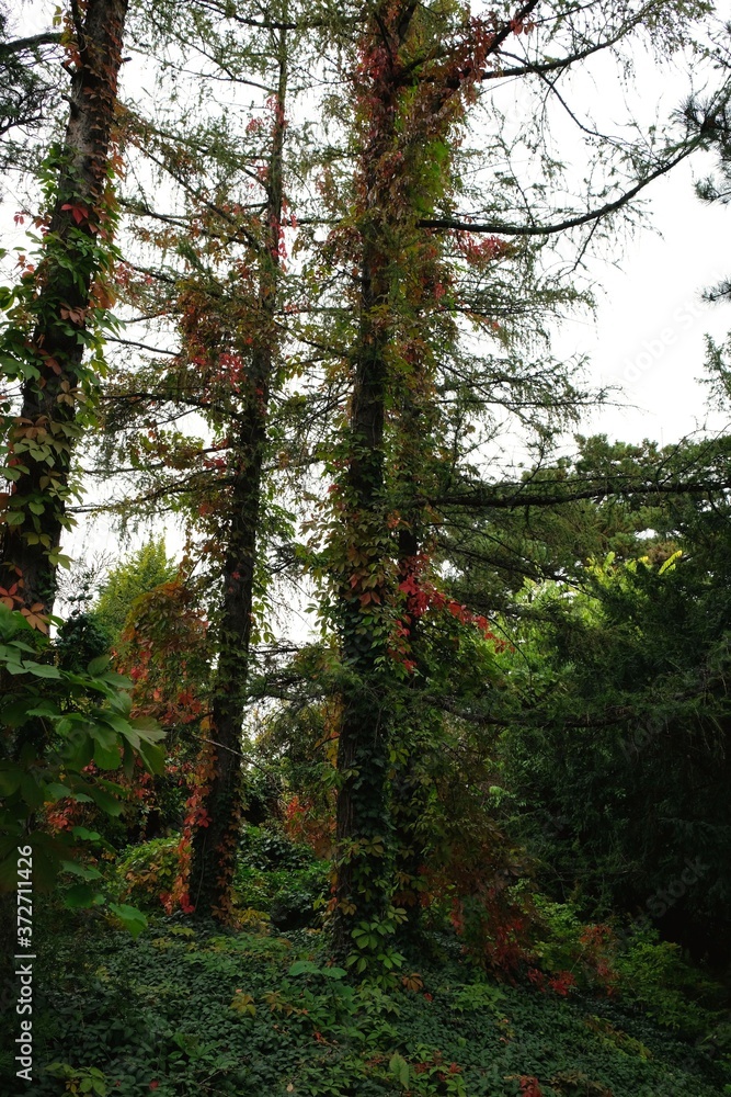 Obraz premium Herbst