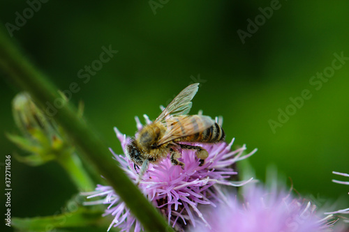 Eine Nahaufnahme von einer Biene auf einer Pflanze.