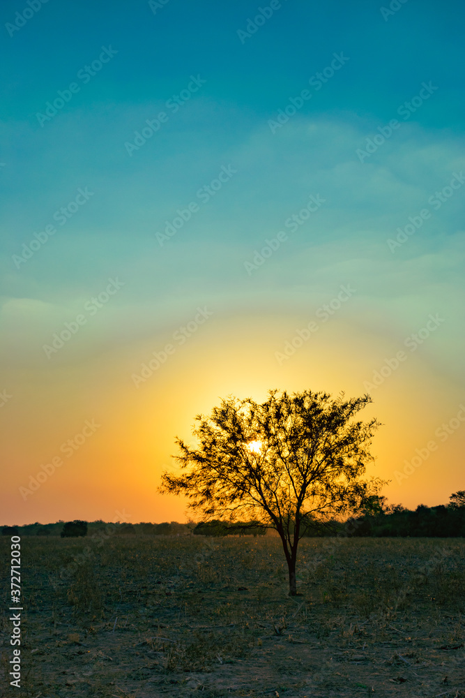 pequeño árbol de algarrobo con el sol detrás y el sol azul y amarillo