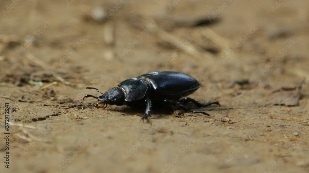 Escarabajo en la Senda Fluvial del Nansa, Cantabria, España