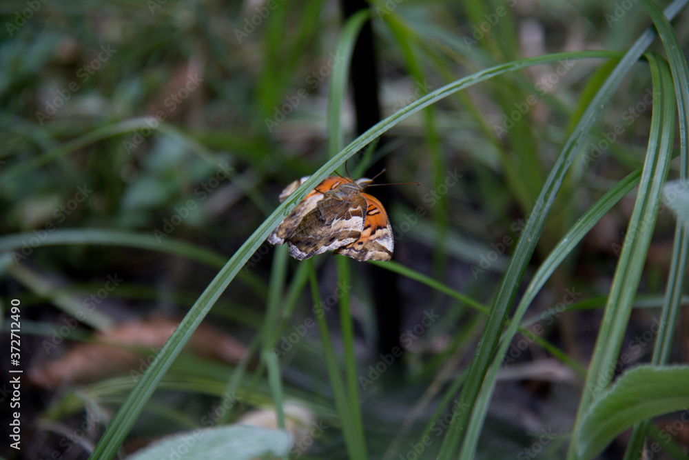 brown and yellow butterfly on a leaf brown and yellow butterfly on a leaf