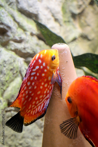 Ein Pärchen von Diskusfischen, Buntbarschen bei der Laichablage am Laichkegel. photo