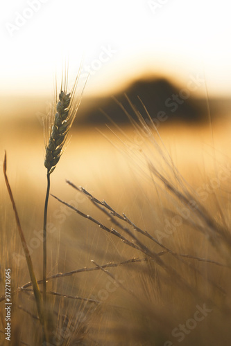 Wheat detail with grain at sunset in Lerma a village of Burgos, Spain
