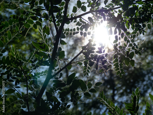 sun in the forest