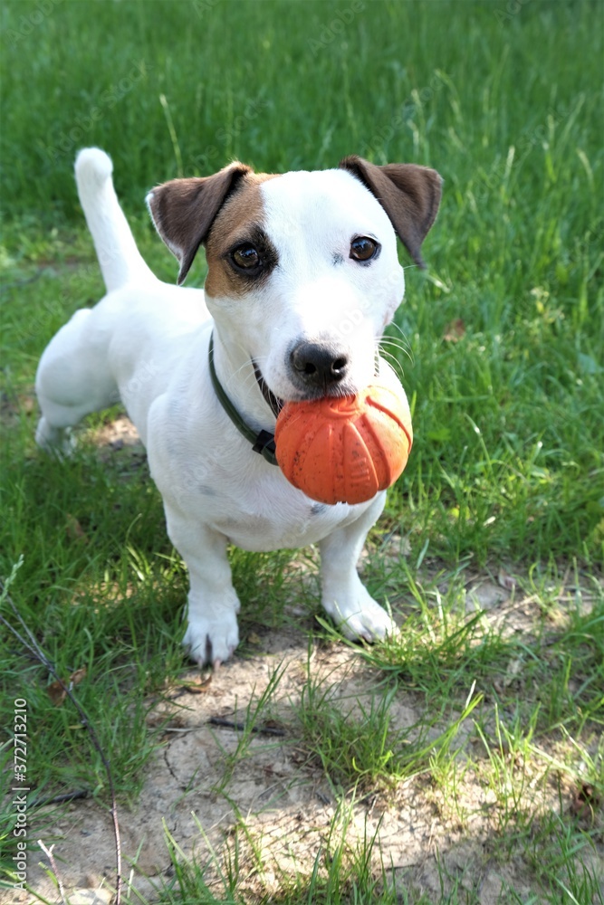 Jack Russell Terrier with an orange ball