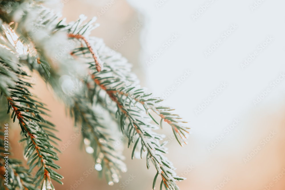 branche de sapin sous la neige branche de sapin sous la neige