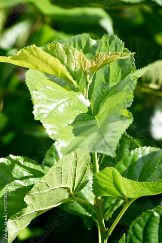 Mulberry has fresh green leaves used to feed silk worms.