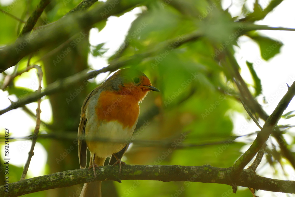 Fototapeta premium Rotkehlchen