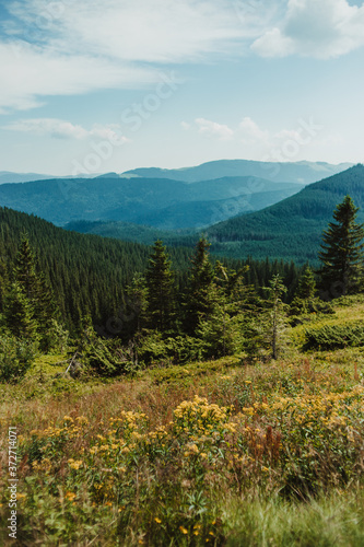Carpathians. View of the peaks of the mountain ranges. Beautiful landscape. © yanalev