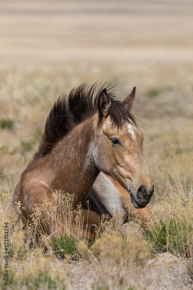 Beuatiful Wild Horse in the Utah Desert Beuatiful Wild Horse in the Utah Desert