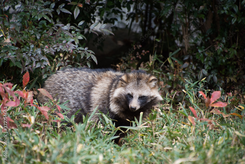 Naklejka premium たぬき