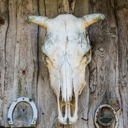 Cow skull hangs on a wooden wall