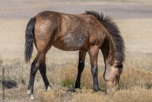 Beuatiful Wild Horse in the Utah Desert