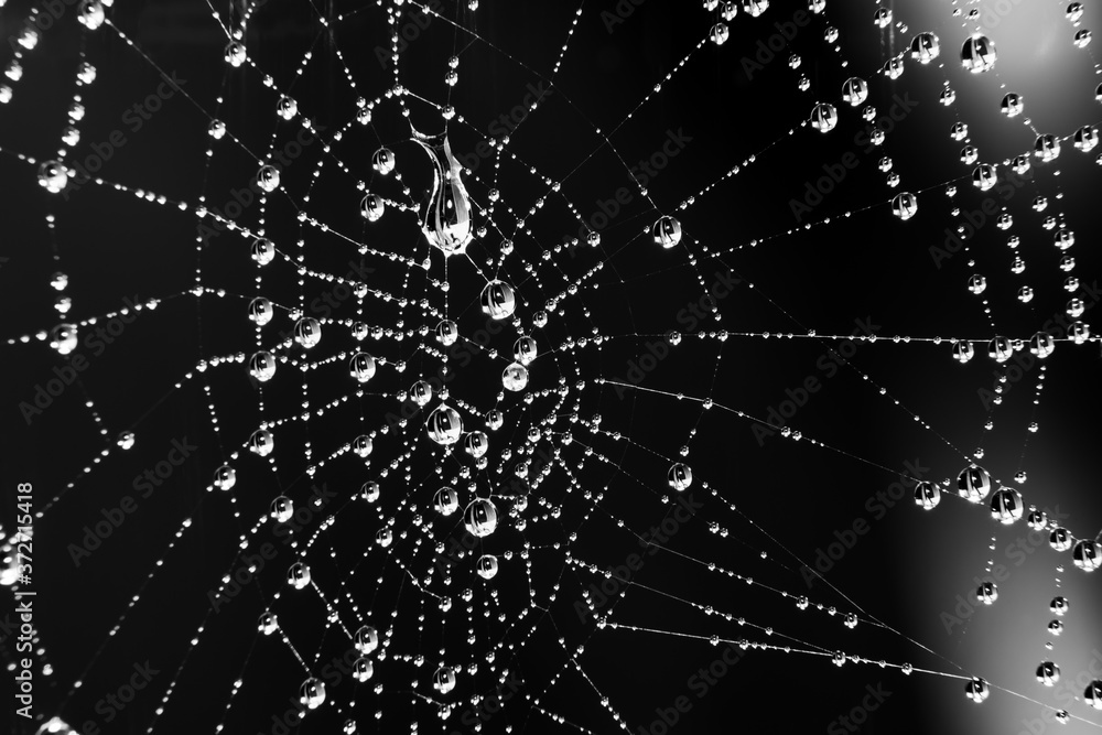 Fototapeta premium Spider web with water droplets - black and white