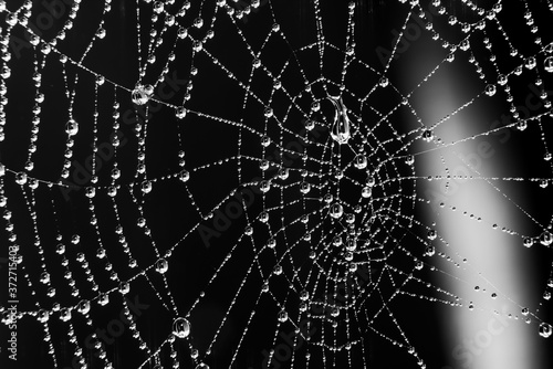 Spider web with water droplets - black and white © beataaldridge