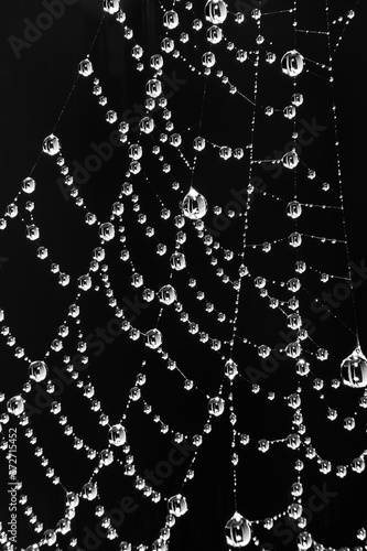 Spider web with water droplets - black and white