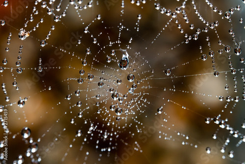 Spider web with water droplets