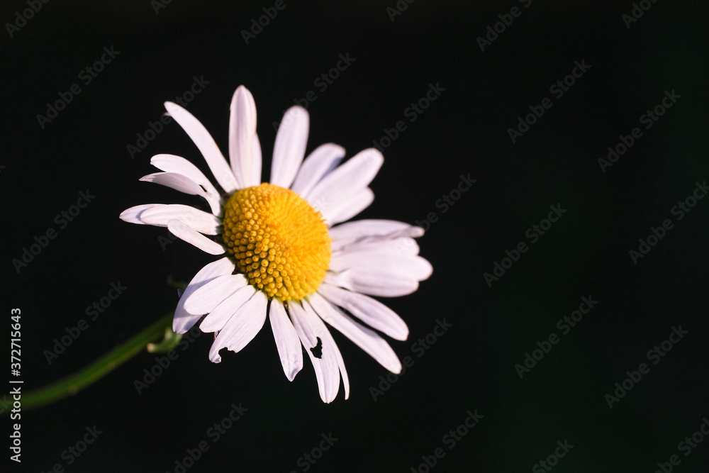 A field flower of a daisy illuminated by sunlight on a dark background. A field flower of a daisy illuminated by sunlight on a dark background.