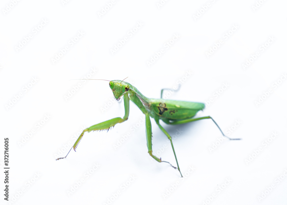 A female mantis on a white background A female mantis on a white background