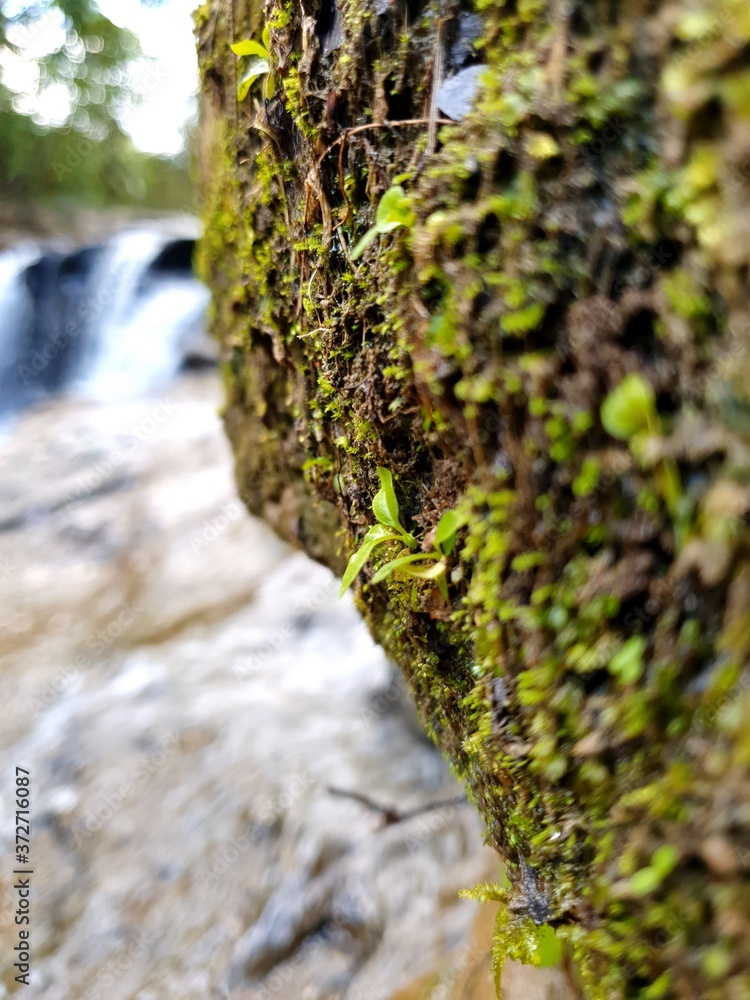 moss on a tree trunk